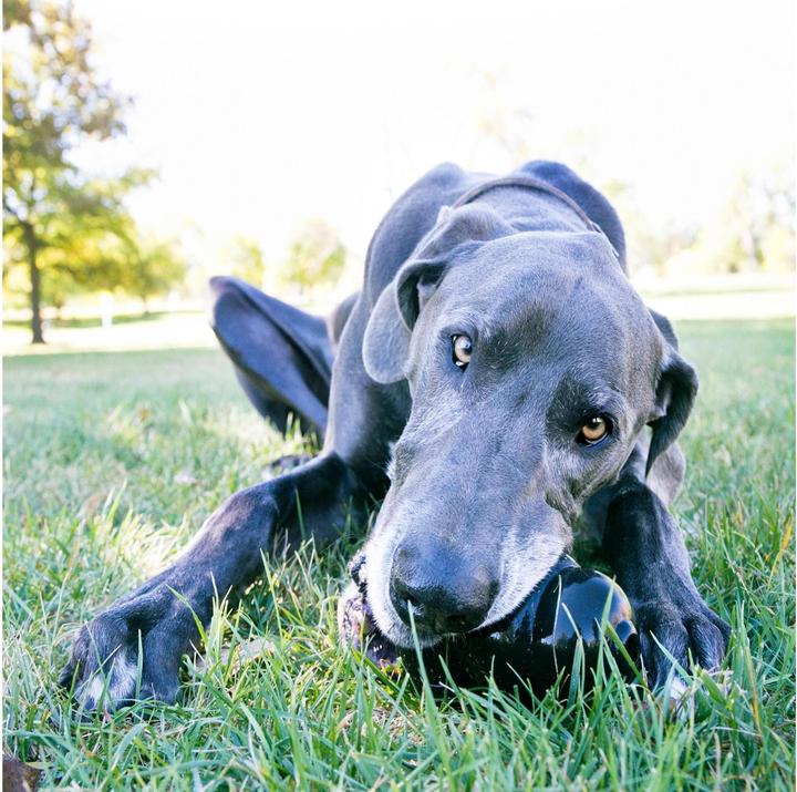 Immagine prodotto KONG Estremo (Reperimento, Giocattolo per cani, Gioco da masticare per cani)