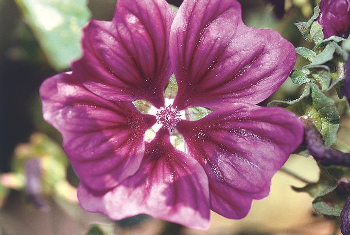 Produktbild Zollinger Bio WIlde Malve, Mauretanische Malve (mehrjährig) (Blumensamen)