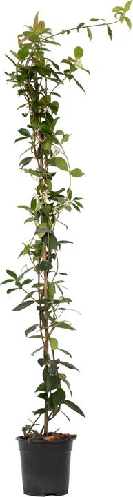 Produktbild Plant in a Box Trachelospermum jasminoides - Sternjasmin (120 cm)