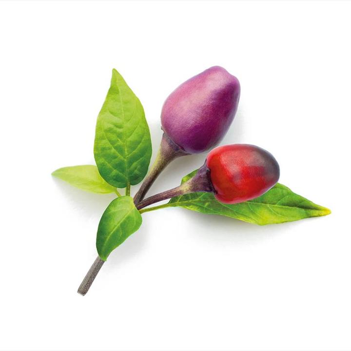 Produktbild Click and Grow Lila Chilli (Gemüsesamen)