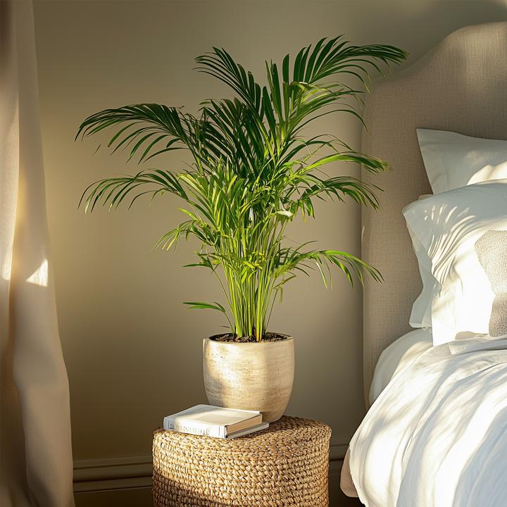 Immagine prodotto Plant in a Box Dypsis Lutescens - Palma da frutto d'oro Areca (100 cm)