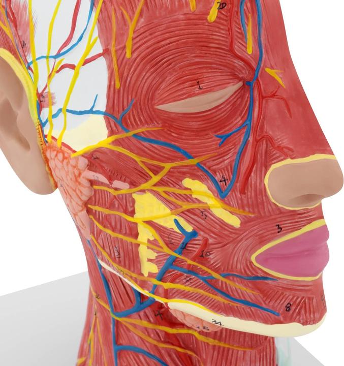 Produktbild Physa Anatomie Schädel Kopfmodell auf Stativ Medianschnitt Halbes Kopf-Modell
