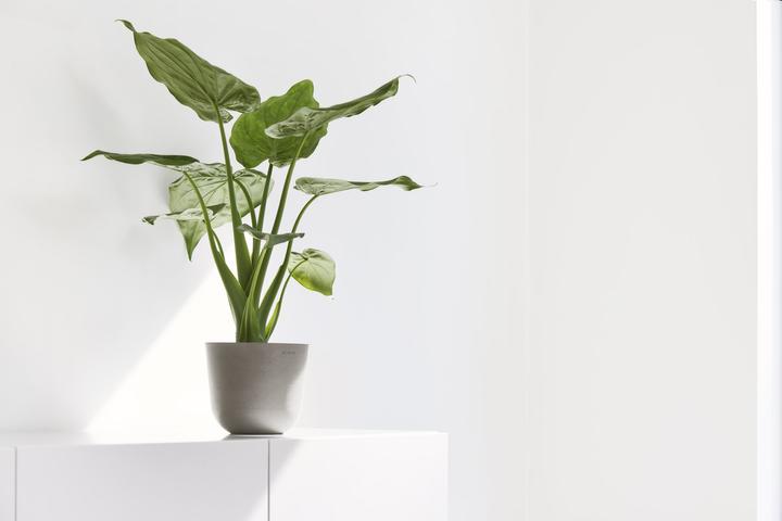 Actual product image Ecopots Oslo Mini (16 cm)