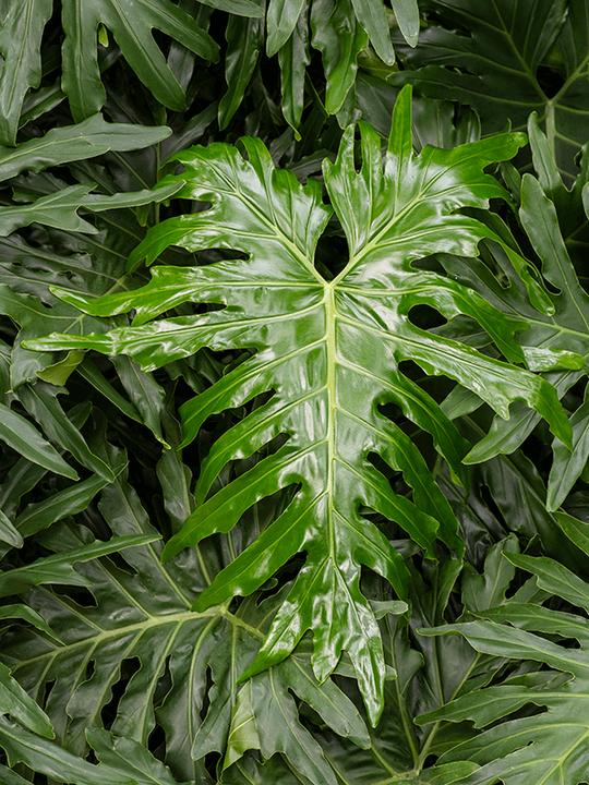 Produktbild Mahaloplants Philodendron Selloum (75 cm)