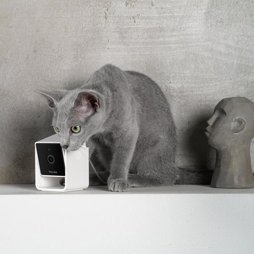 Image du produit Petcube Caméra pour animaux domestiques (Jouets avec herbe à chat)