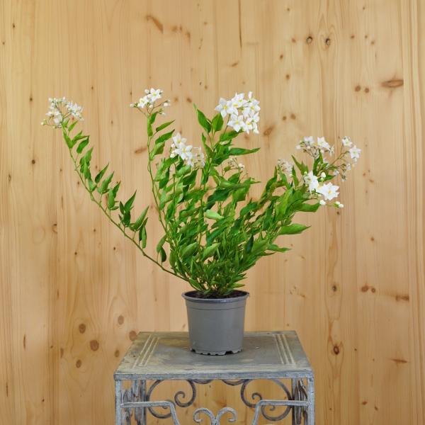 Actual product image Säntispracht Set of 4, Perfume-scented summer jasmine - Solanum jasminoides (60 cm)