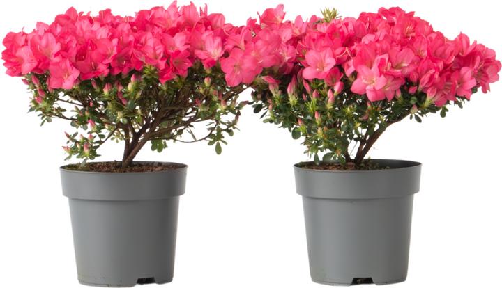 Actual product image Plant in a Box Rhododendron azalea 'Anouk' - set of 2 azaleas (25 cm)
