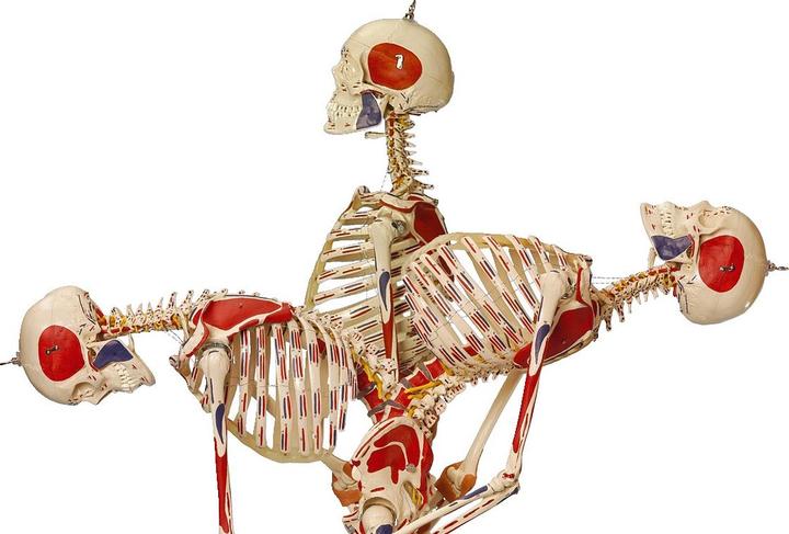 Produktbild Sport-Thieme Super-Skelett / Anatomisches Modell