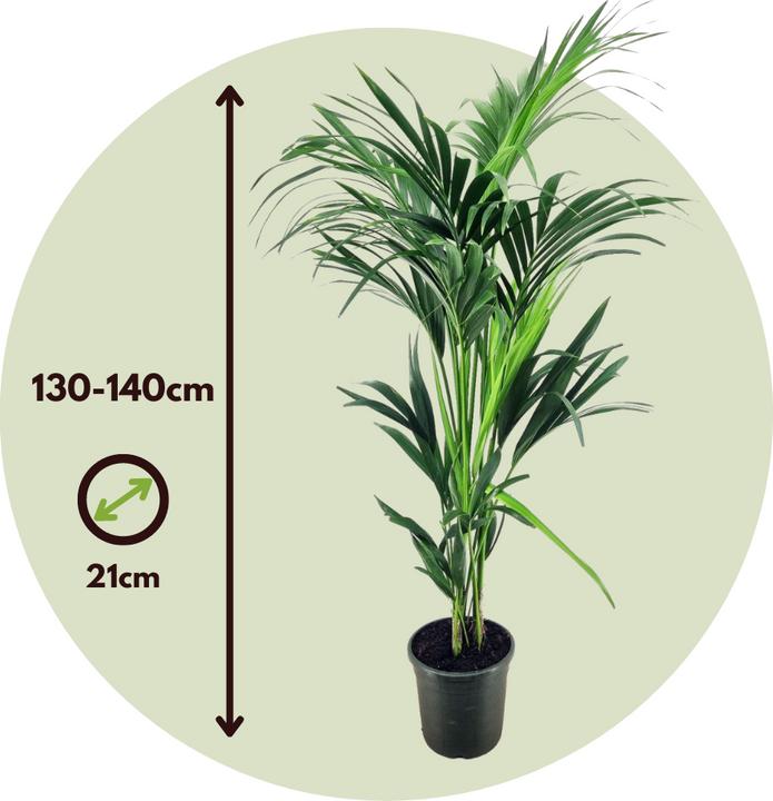 Immagine prodotto Plant in a Box Howea forsteriana - Palma della Kentia (130 cm)