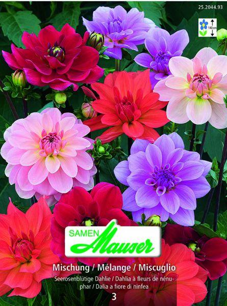 Produktbild Samen Mauser Seerosen- Mischung (Blumensamen)