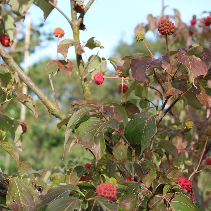 Actual product image Zulauf Blüten-Hartriegel / Cornus kousa 'Milky Way' (80 cm)