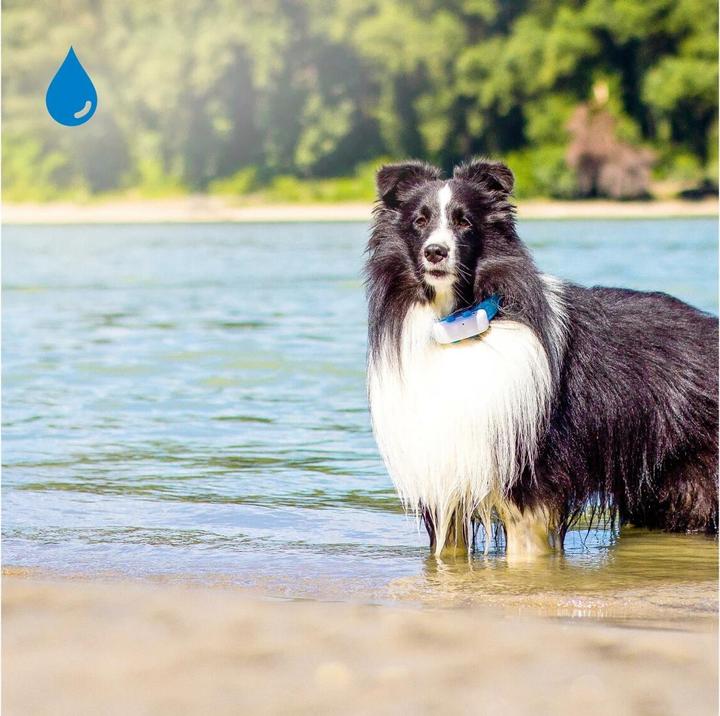 Produktbild Tractive Dog 4 GPS Tracker für Hunde (One Size, Hund, Allgemein)