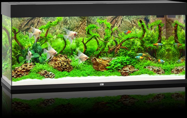 Image du produit Juwel Aquarium Rio (240 l)
