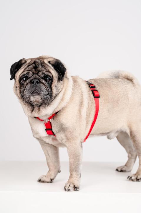 Immagine prodotto Chaba CH SZELKI GUARD M (P)25-40 (D)35-55X2CM CZERWONE 5067 (M, Cane, Generale, Passeggiare)