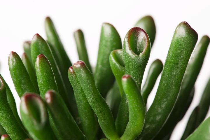Image du produit Plant in a Box Crassula ovata Hobbit - Plante de jade (55 cm)