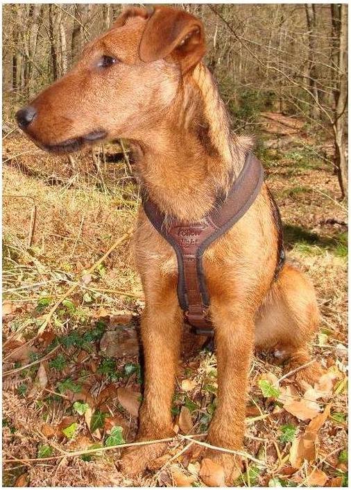 Actual product image Niggeloh Dog Harness Follow Light (M, Dog, General)