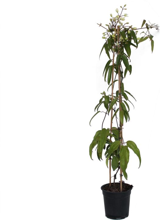 Produktbild Zulauf Immergrüne Waldrebe / Clematis armandii (80 cm)