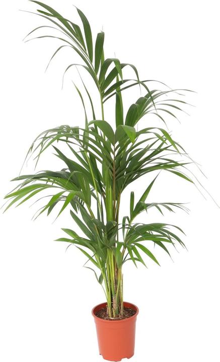 Immagine prodotto Plant in a Box Howea forsteriana - Palma della Kentia (130 cm)