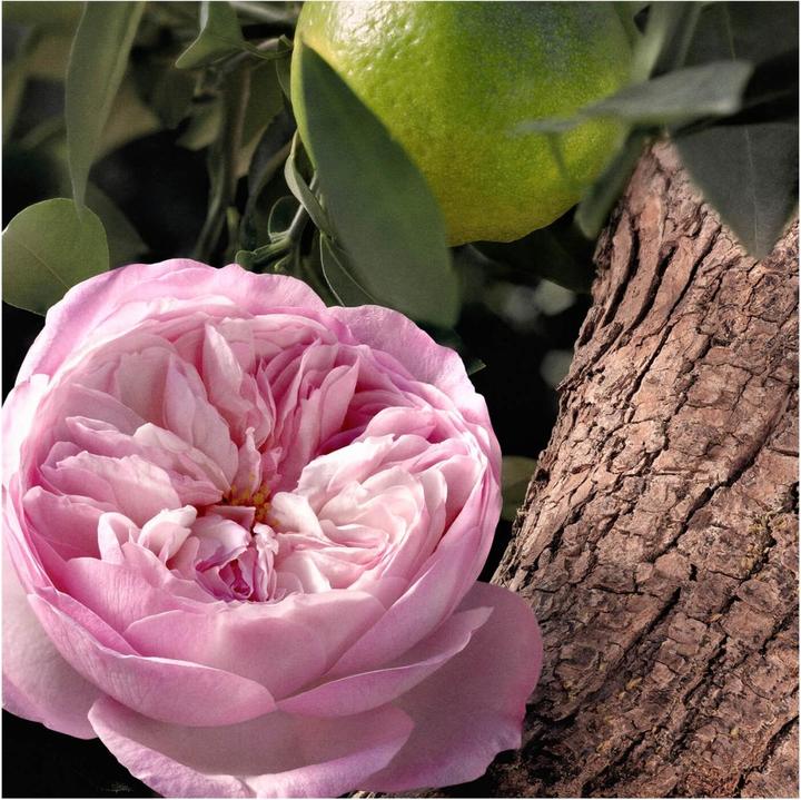 Produktbild Chloé Signature Rose Naturelle Intense refillable (Eau de Parfum, 100 ml)