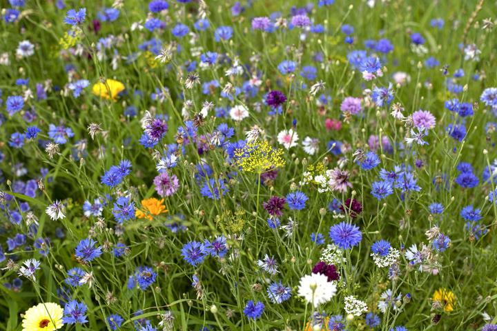 Immagine prodotto Zollinger Bio Miscela di fiori, pascolo per le api (annuale)