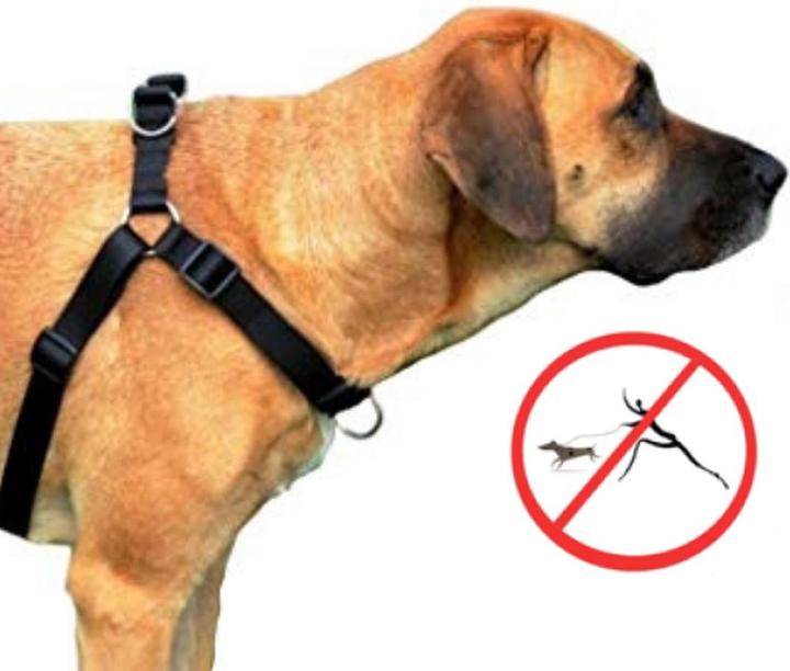 Immagine prodotto Red Dingo DINGO Easy Walk - Pettorina per cani - 95-125 cm (Cane, Generale)