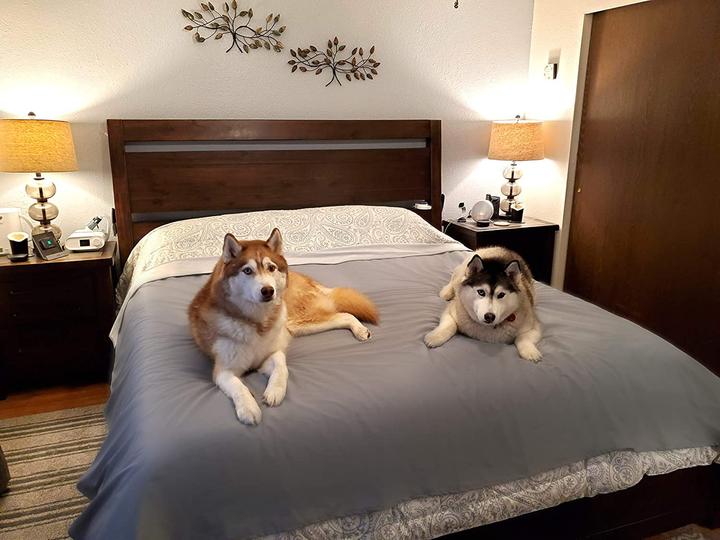 Actual product image Silly Legacy Blanket (Dog)