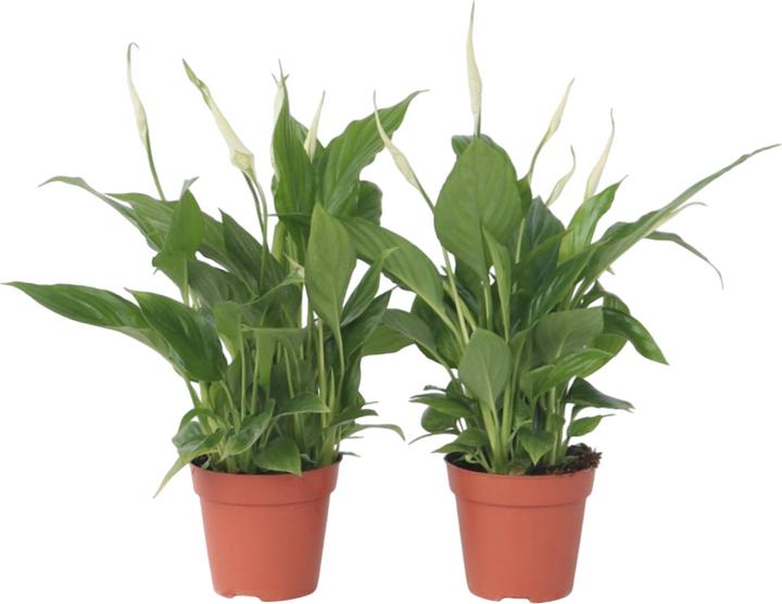Image du produit Plant in a Box Spathiphyllum 'Torelli' - Lot de 2 Lis de Paix (30 cm)