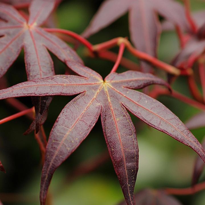 Produktbild Plant in a Box Acer palmatum 'Starfish' - Ahorn Baum (60 cm)