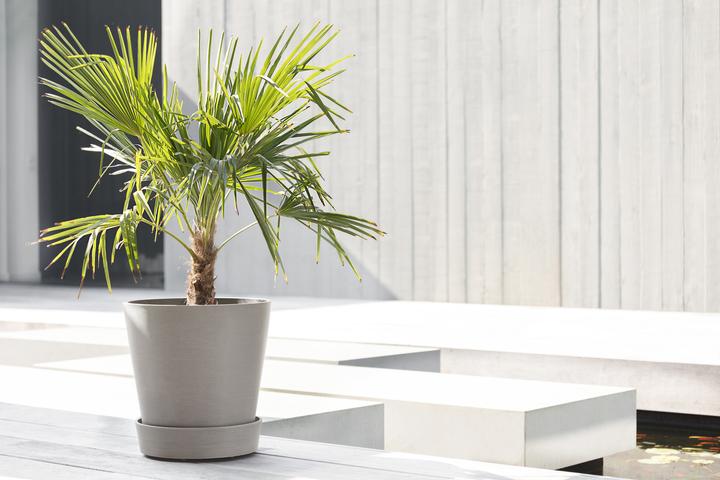 Actual product image Ecopots Saucer on Wheels