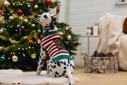 Actual product image Beeztees Hohoho (M, Dog jumper)