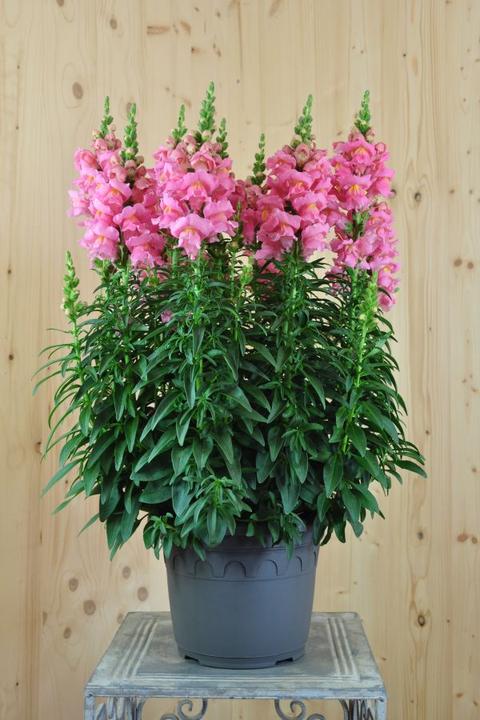 Image du produit Säntispracht Le gueules-de-loup qui aime les abeilles - Antirrhinum majus 'Sonnet Pink (60 cm)
