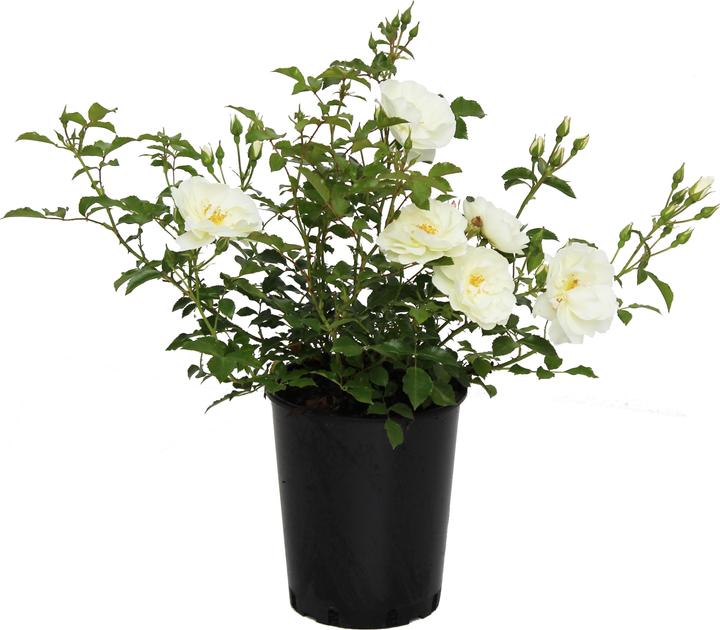 Produktbild Zulauf Bodendeckerrose / Rosa (BD) 'Schneeflocke'® (30 cm)