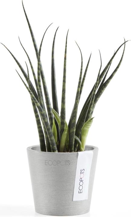 Image du produit Ecopots Amsterdam Mini (8 cm)