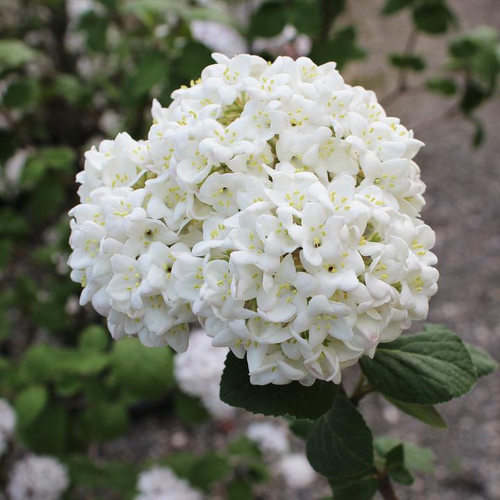 Produktbild Zulauf Koreanischer Duft-Schneeball / Viburnum carlesii 'Aurora' (80 cm)