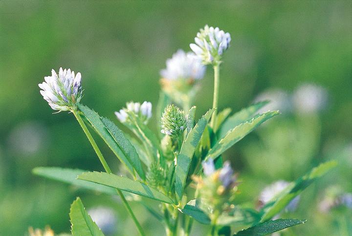 Produktbild Zollinger Bio Schabziegerklee, Glarner (einjährig) (Pflanzensamen)