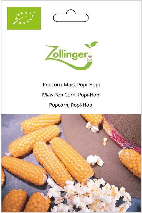 Zollinger Bio Popcorn-Mais, Popi-Hopi (Keimlinge)