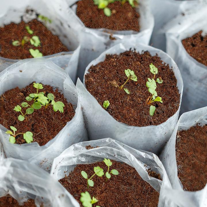 Produktbild Casa Pura Kokoserde (Erde ohne Torf)