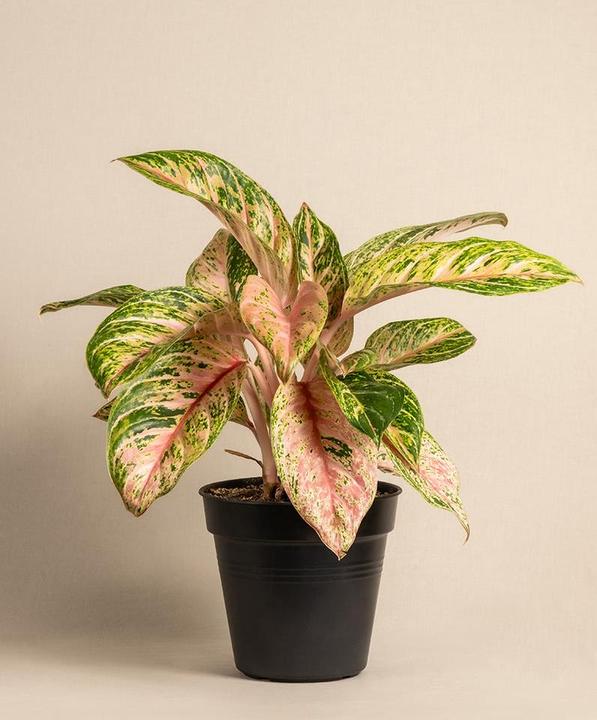 Actual product image feey Aglaonema Cocomelon (60 cm, Freshly repotted)