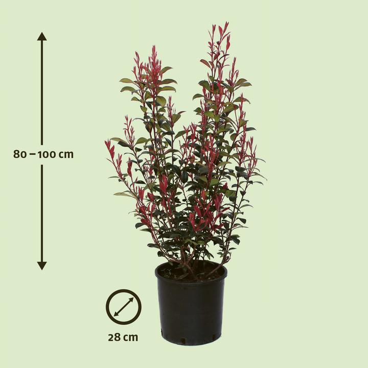Produktbild Zulauf Glanzmispel / Photinia f. 'Robusta Compacta' (100 cm)