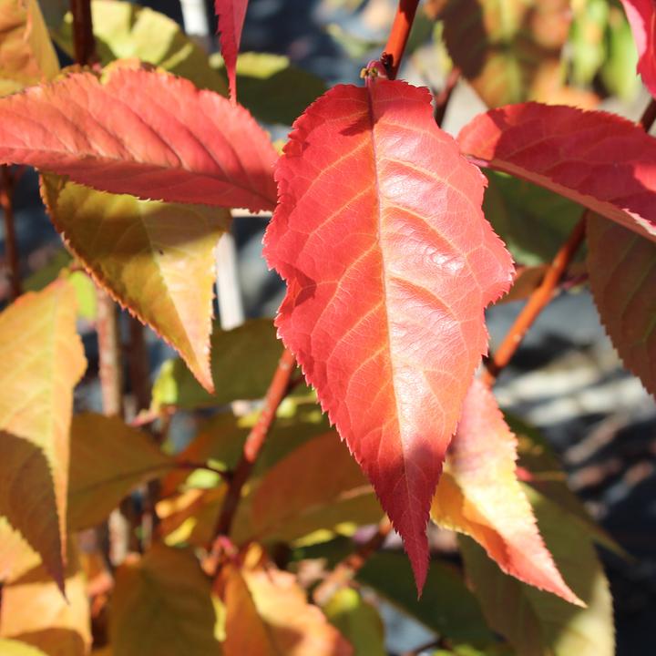 Image du produit Zulauf Jap. Nelken-Kirsche / Prunus serr. 'Kanzan' (80 cm)