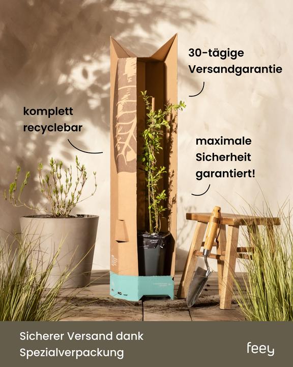 Immagine prodotto feey Lavendel (25 cm, Amichevole per gli animali)