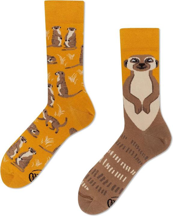 Many Mornings The Meerkat