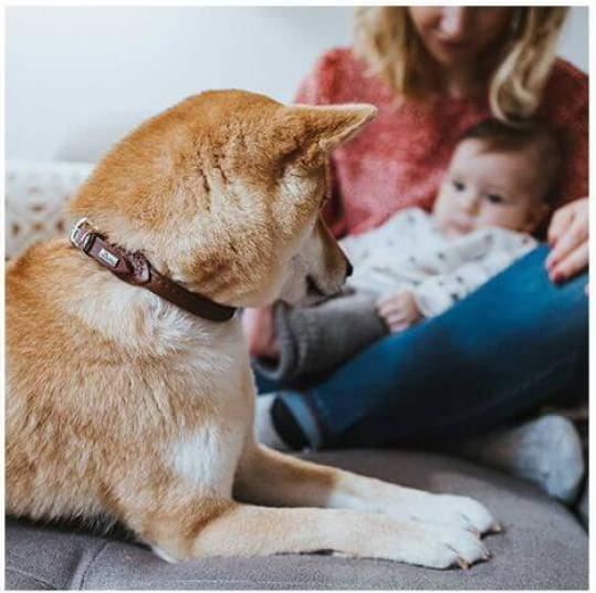 Actual product image Hunter Collar Round & Soft (S, Dog)
