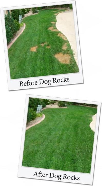 Actual product image Dog Rocks Parker (Dog)