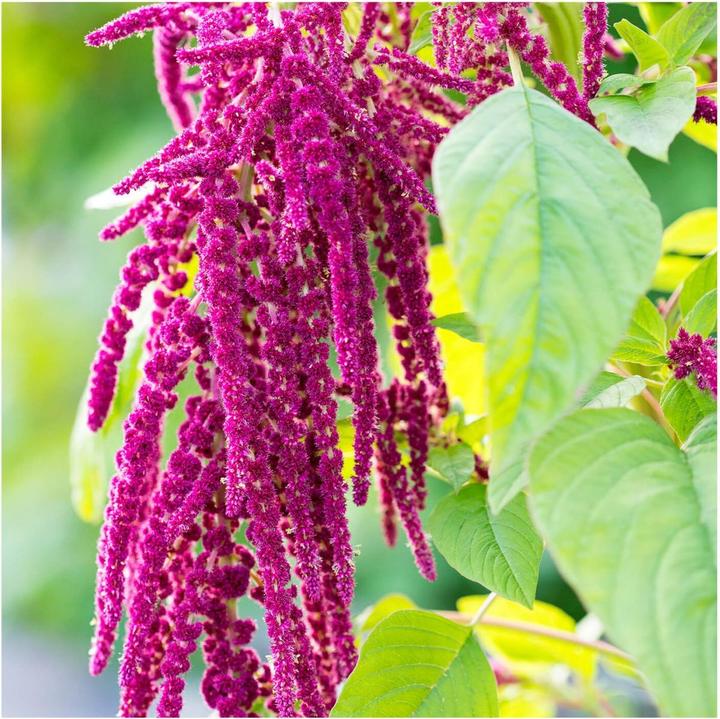 Produktbild Rausch Repair-Cream mit Amaranth (50 ml)