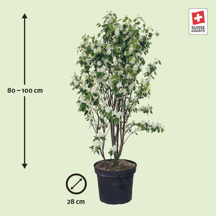Actual product image Zulauf Gewöhnliche Felsenbirne / Amelanchier ovalis (100 cm)