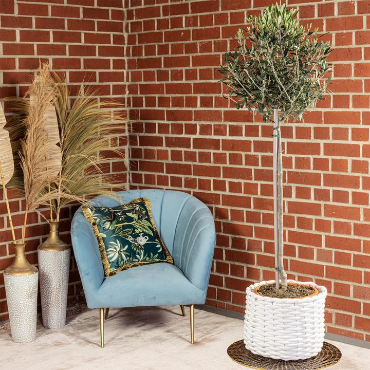 Actual product image Flowerbox Olive tree - Olea europaea (110 cm)