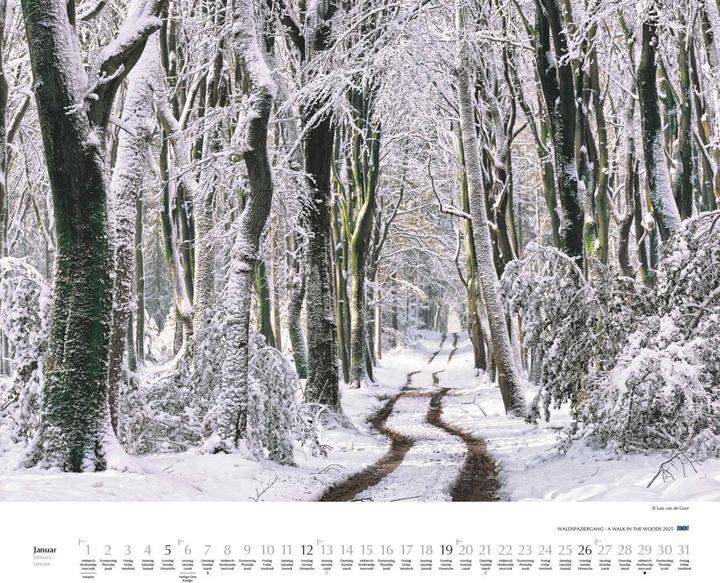Produktbild Waldspaziergang 2025 – Fotokunst-Kalender – Querformat 60 x 50 cm – Spiralbindung (Harter Einband, Deutsch)