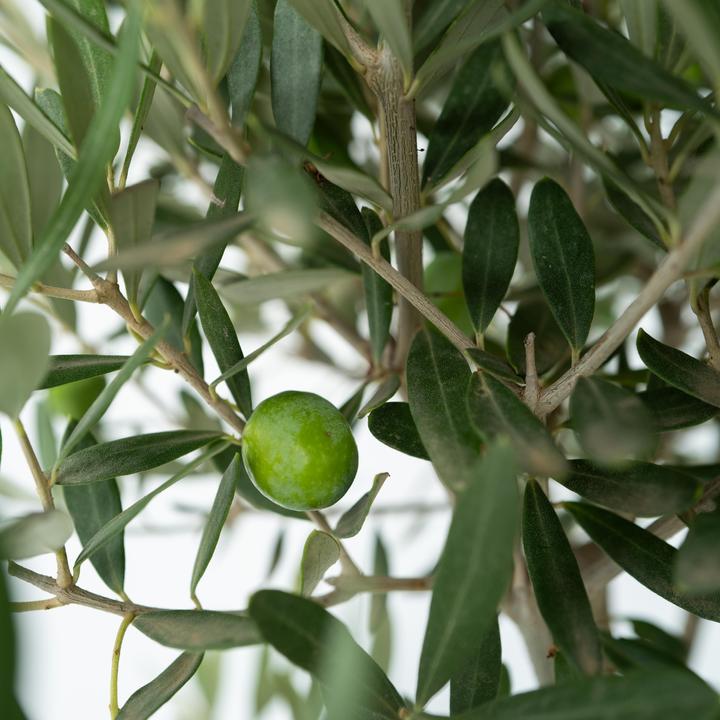 Produktbild Plant in a Box Olea Europaea (45 cm)