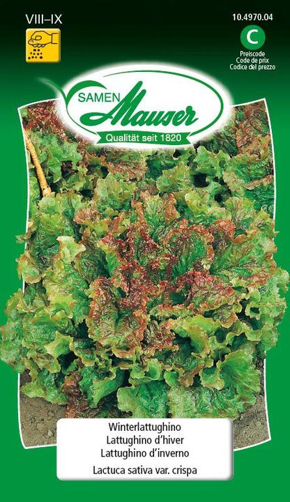 Actual product image Samen Mauser Winter Lattughino (Vegetable seeds)